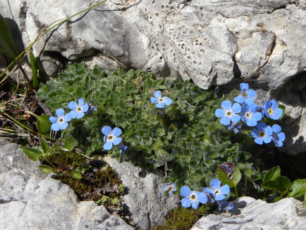 Eritrichium nanum